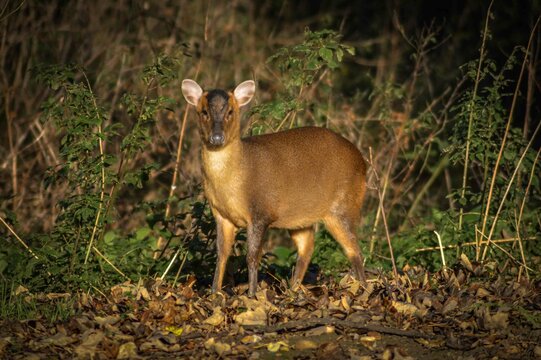 Muntjac Deer