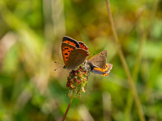 Small Copper Butterflies Mating on Top of a Plant