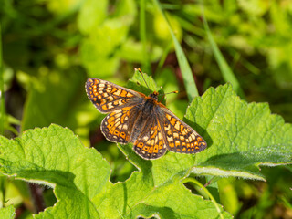 Marsh Fritillary Resting with its Wings Open