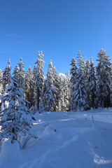 Snow covered pine trees - December 2024