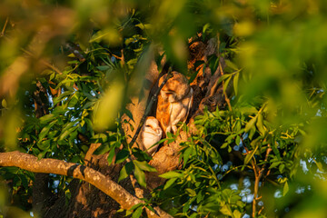 Barn Owls
