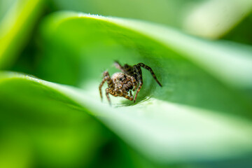 spider on a leaf