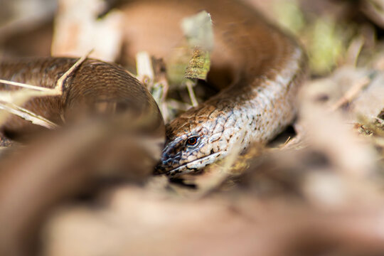 Slow Worm in the brush 