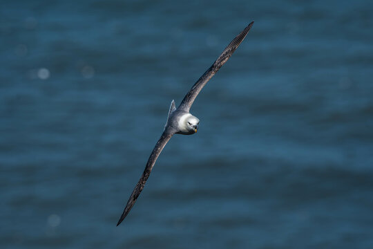 Fulmur in Flight