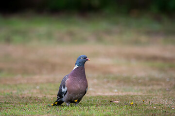 pigeon on the grass