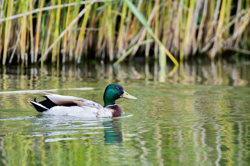 Obraz premium Mallard Duck