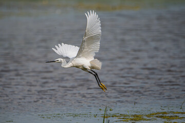 Egret