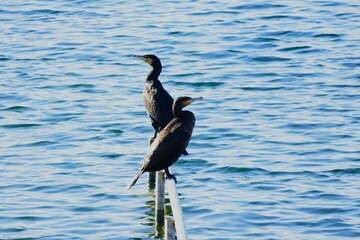 Two great cormorants standing on metal fence by the lake