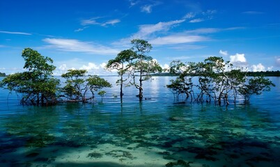 Stunning view of mangrove trees growing in clear turquoise ocean water under a bright blue sky with white clouds.