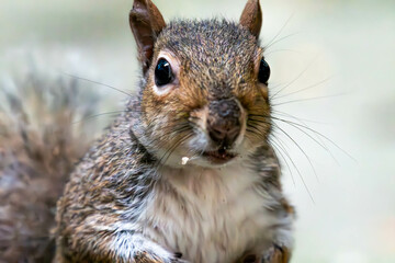 Grey Squirrel