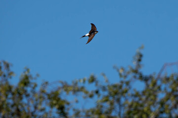 House Martin