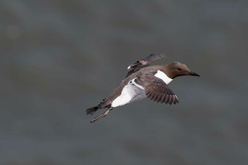 Guillemot