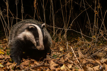 Obraz premium Badger