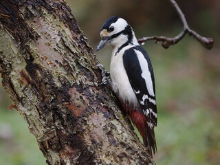Dzięcioł duży (Dendrocopos major) na pniu jabłoni (Malus) rosnącej w ogrodzie