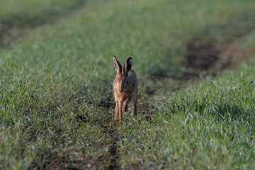 Brown Hare