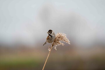 Reed Bunting