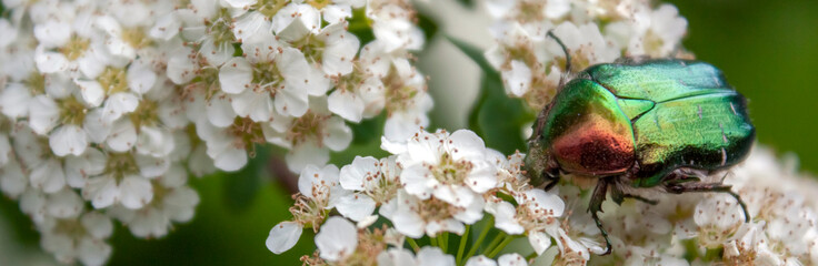 Iridescent coloration of Cetonia aurata. Golden Cetoniinae on a blooming chokeberry. A green beetle...