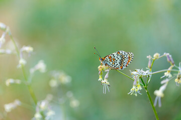 big butterfly on flower, Freyer’s Fritillary, Melitaea arduinna