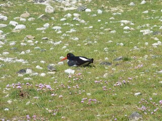 Oystercatcher, Isle of Arran, Scotland