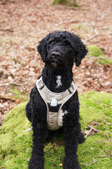 Portrait of curly black dog sitting on a rock in the forest
