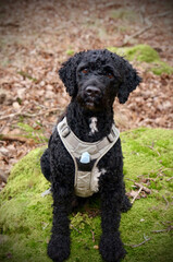 Portrait of curly black dog sitting on a rock in the forest
