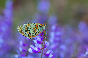 big butterfly on pink flower, Freyer’s Fritillary, Melitaea arduinna