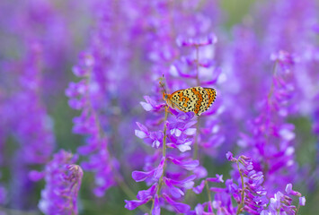 big butterfly on pink flower, Freyer’s Fritillary, Melitaea arduinna