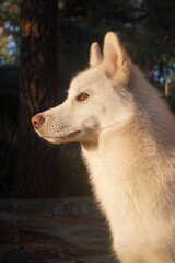 Retrato lateral de un husky blanco iluminado por la luz del atardecer
