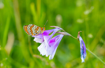 big butterfly on purple flower, Freyer’s Fritillary, Melitaea arduinna