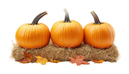 Gathering autumn pumpkins on hay bales farm setting high fidelity crisp environment close-up perspective isolated on transparent background png