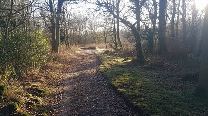 Obraz premium Sunlit woodland path through deciduous trees.