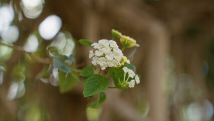 Lantana camara flowering outdoors in a sunny garden in murcia, spain, with vibrant white petals and green leaves creating a peaceful, natural setting.