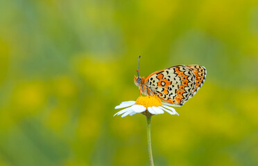 big butterfly on daisy, Freyer’s Fritillary, Melitaea arduinna