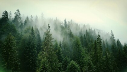 misty evergreen forest with dense tree canopy and soft atmospheric fog, evoking tranquility and connection to nature's serenity

