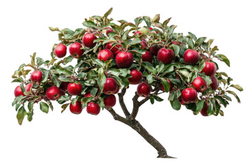 Apple tree isolated on white background PNG