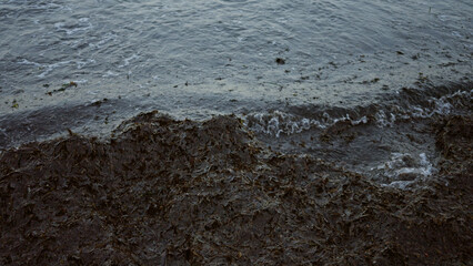 Natural seaweed covering the shore along a serene seaside providing a textured foreground to gentle ocean waves at the beach
