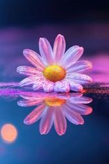 Fototapeta premium single daisy lightly dusted with holi powders placed on reflective surface illuminated by soft ambient lighting