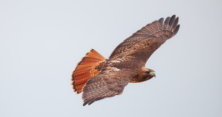 red tailed hawk scanning for prey
