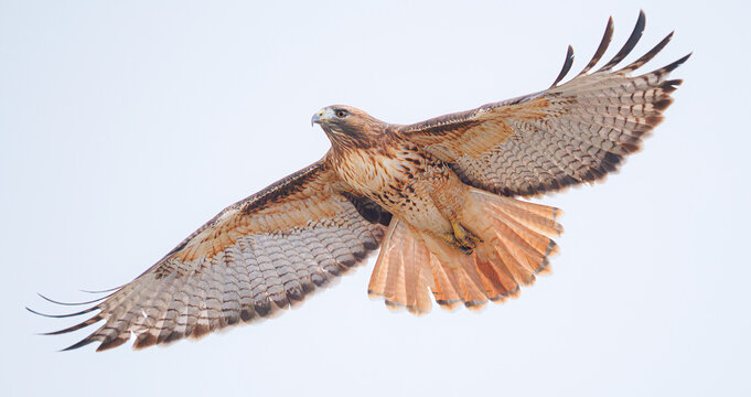 red tailed hawk scanning for prey