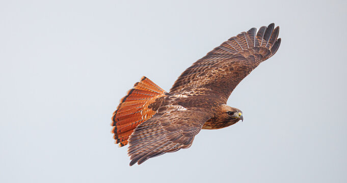 red tailed hawk scanning for prey