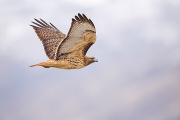Fototapeta premium Harrier hawk as it scans for prey