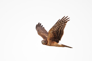 Harrier hawk  as it scans for prey