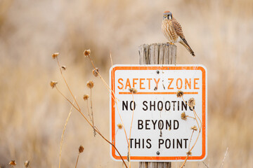 kestrel sitting on a no hunting sign