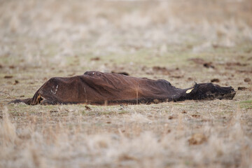 dead cow in the plains