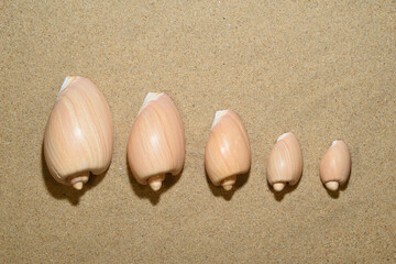 5 Caracolas naranjas en la arena de la playa.