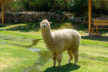 Wildlife and history meet in Ollantaytambo with an alpaca near the ruins in the Sacred Valley Peru