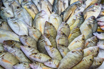 Red Sea Fish - Fish Market in Hurghada, Egypt