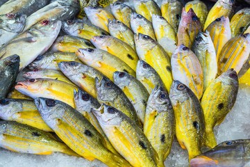 Red Sea Fish - Fish Market in Hurghada, Egypt