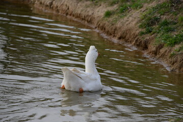 White Domestic Geese Grazing and Bathing. Authentic, unedited documentary photograph of white domestic geese engaged in natural behaviors - grazing and bathing.
