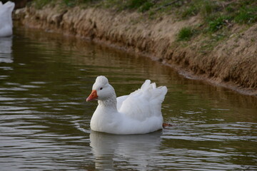 White Domestic Geese Grazing and Bathing. Authentic, unedited documentary photograph of white domestic geese engaged in natural behaviors - grazing and bathing.